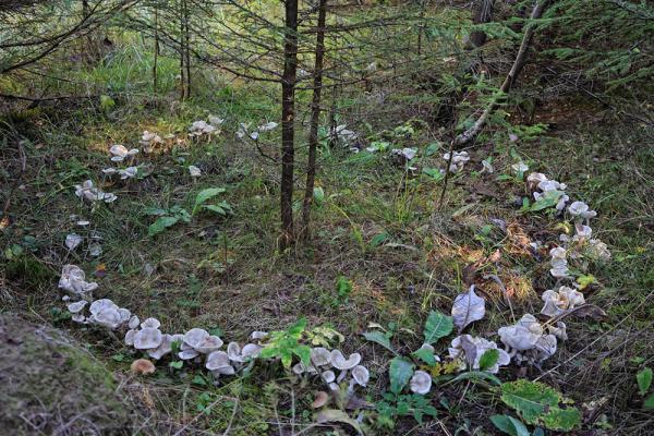 Mushroom picking rules