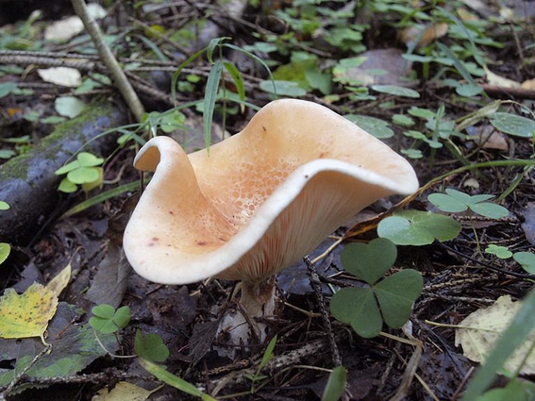 Whitish talker