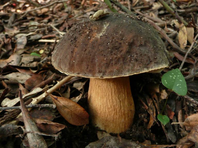 Boron mushroom