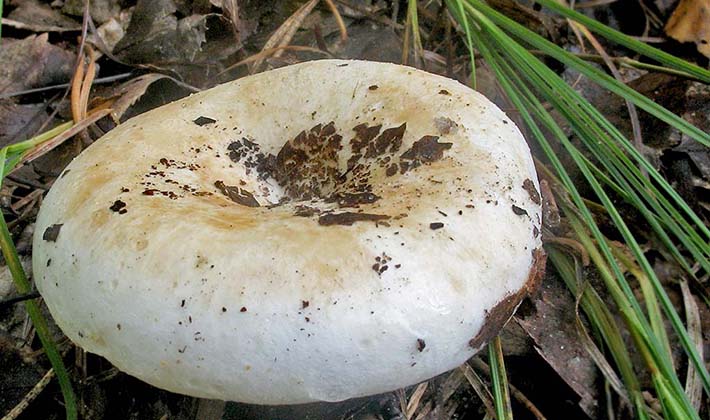White breast