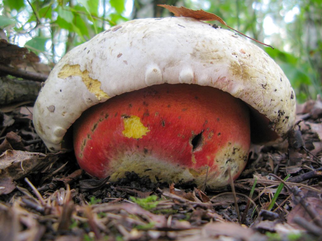 Satanic mushroom