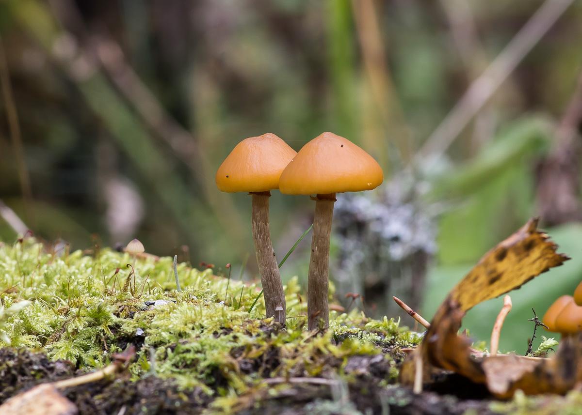 Galerina edged