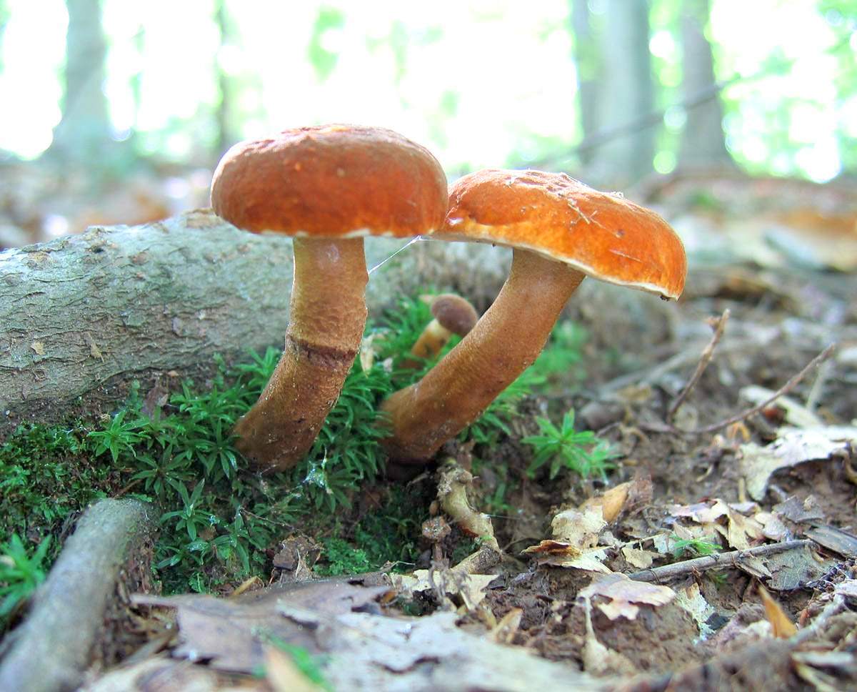 Chestnut mushroom