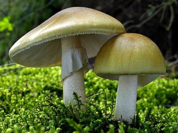 Death cap