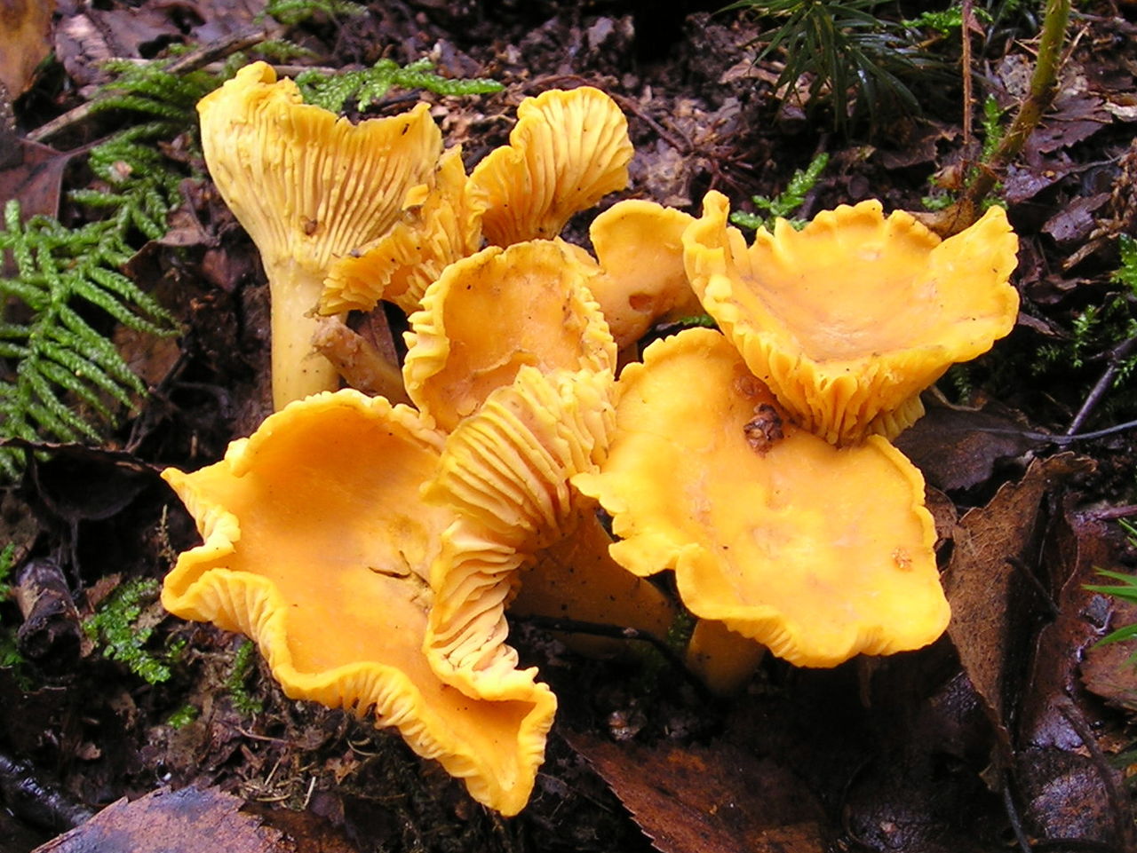 Real chanterelles