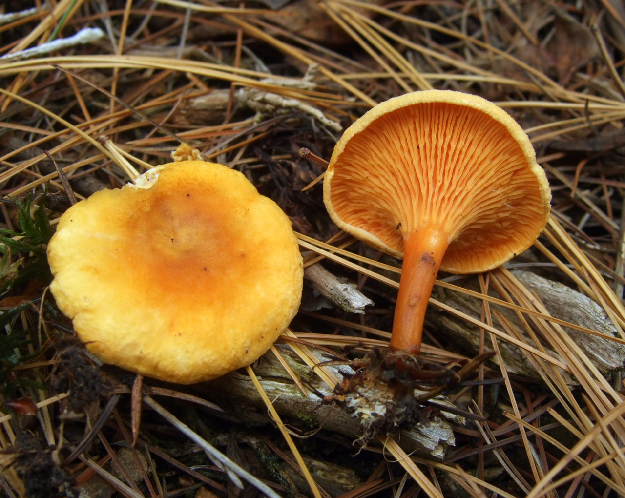 False chanterelles