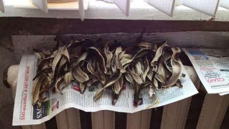 Dried peel
