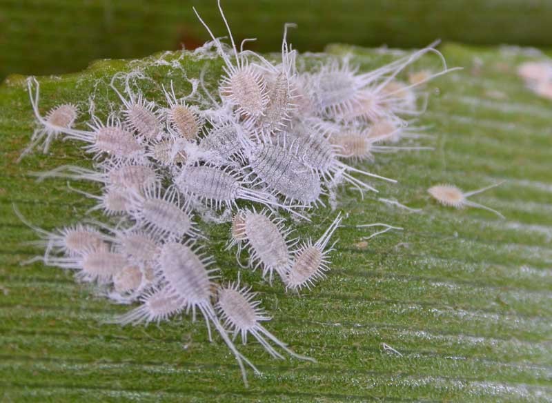 Bristle Worms