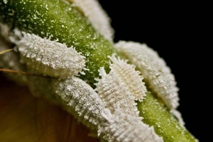 Grape Worms