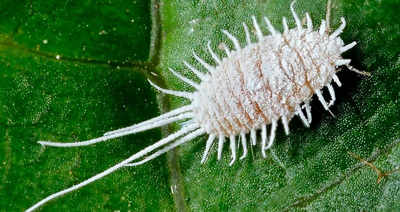 Seaside worm