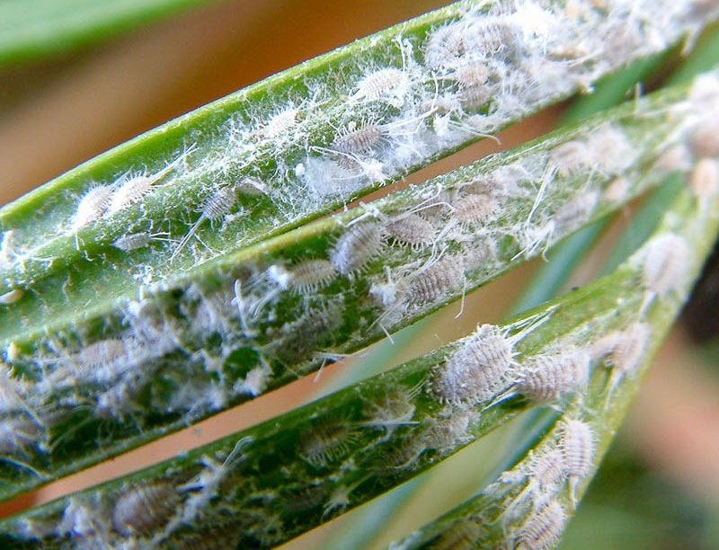Palm worms