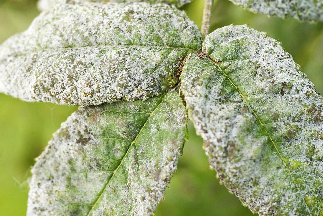Powdery mildew