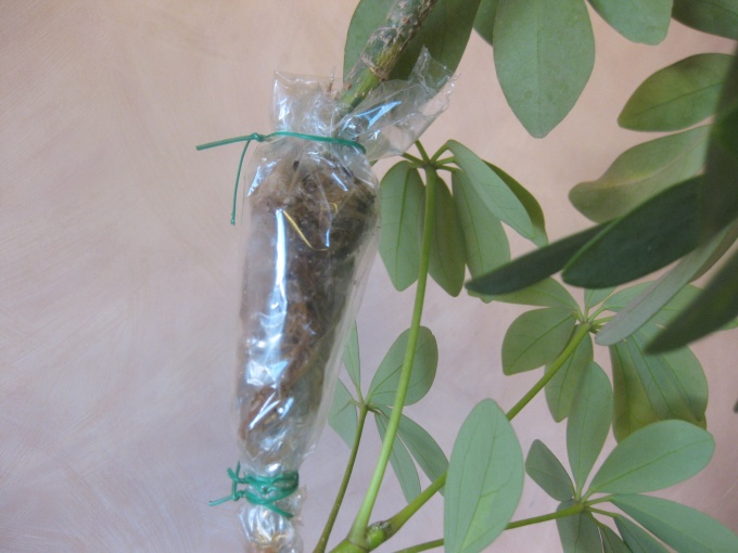 Propagation by layering