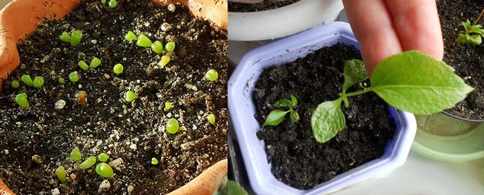 Seed propagation