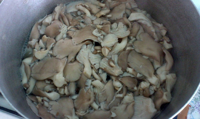 Mushroom harvesting