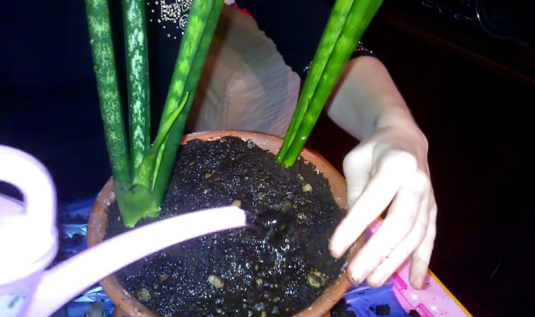 Watering a transplanted flower