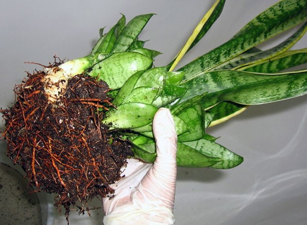 Extract a flower from a pot