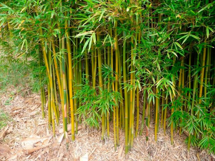 Bamboo