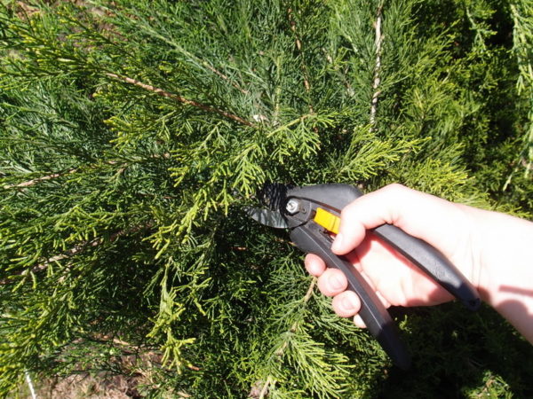 thuja pruning