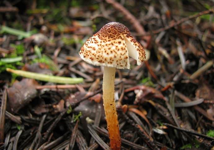 Leopita poisonous