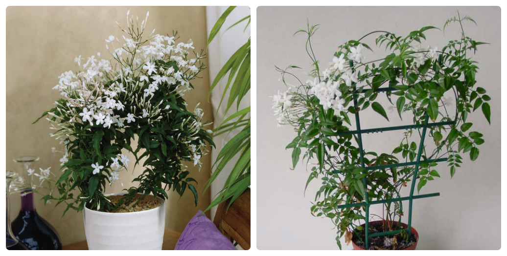 Jasmine indoor