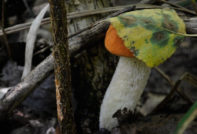 Mushroom