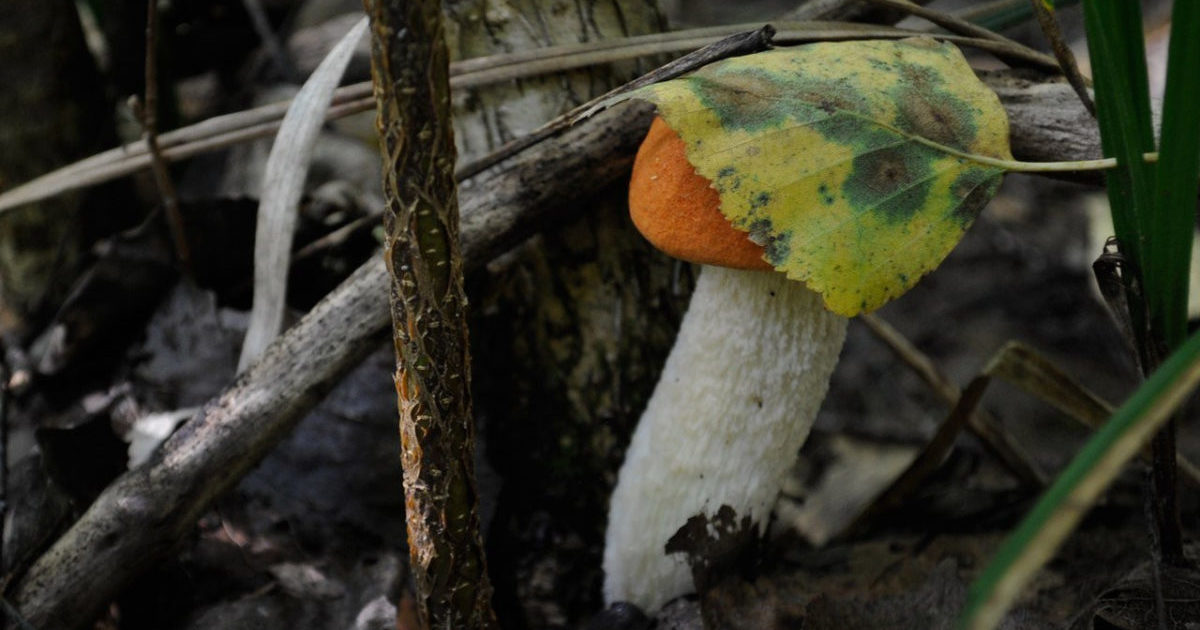 Mushroom
