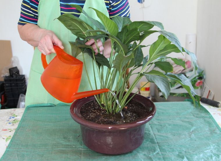 Watering a plant