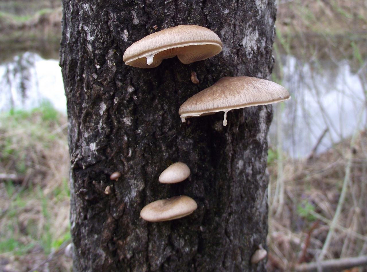 Oyster mushroom coated