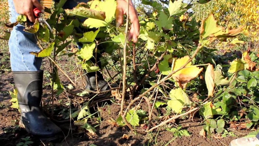 cover grapes for the winter