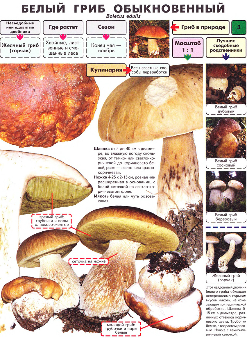 Porcini