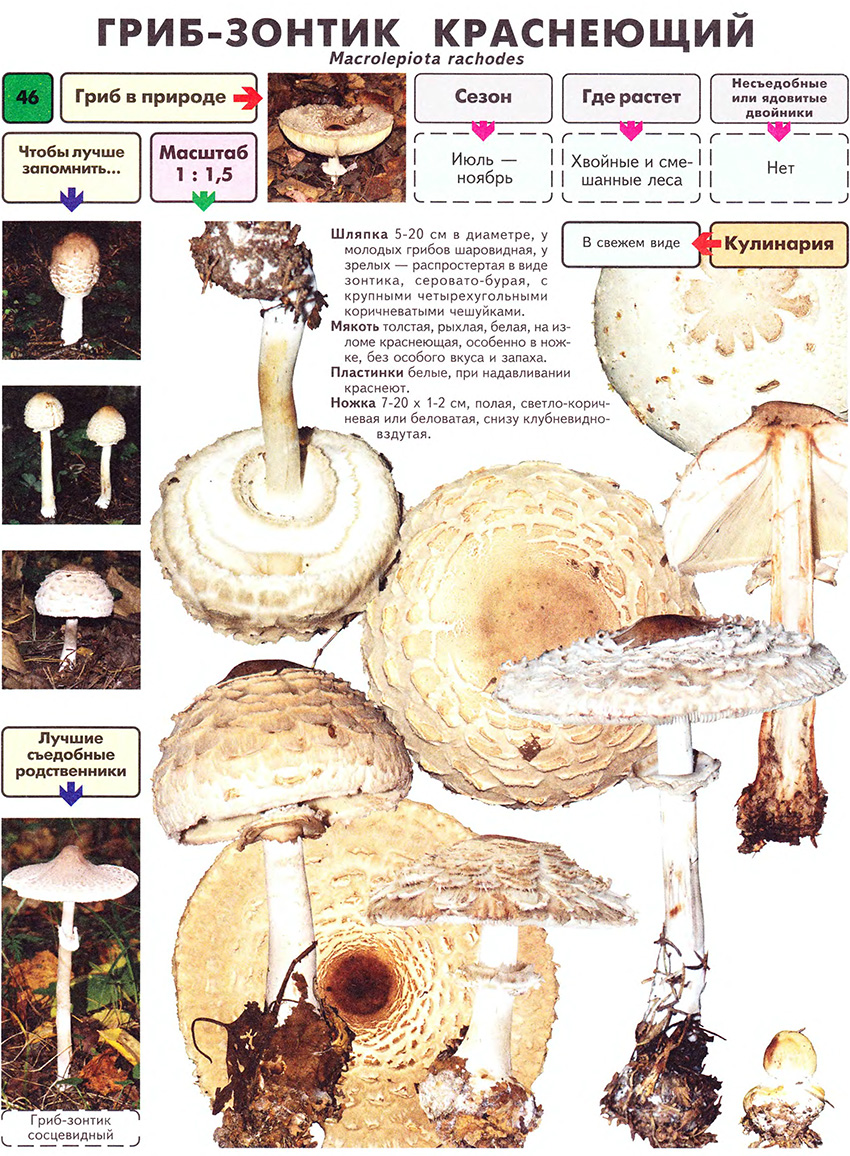 Mushroom description