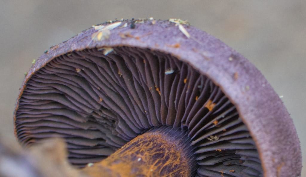 Cobweb purple