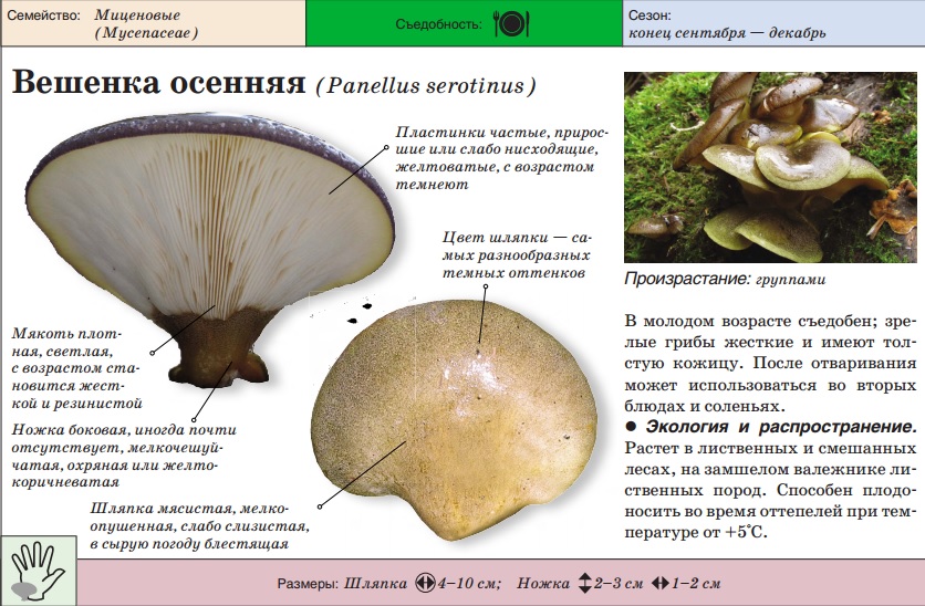 Oyster mushroom autumn