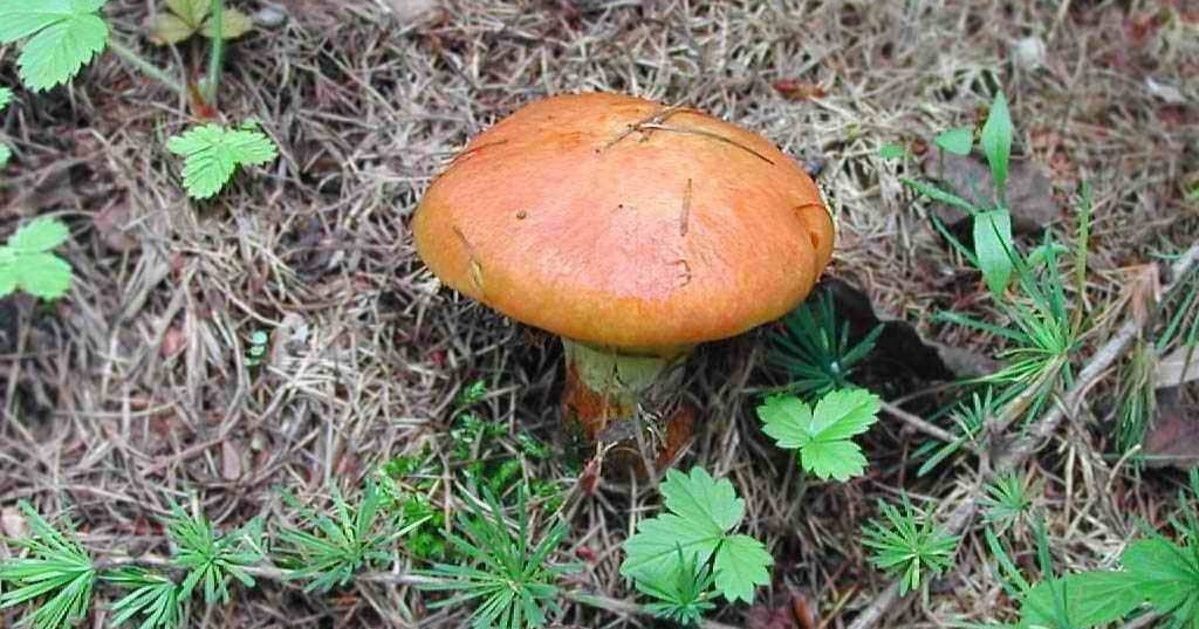 žuta vrganj