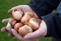 storage of tulip bulbs