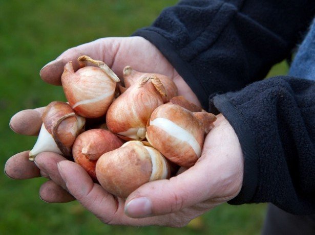 storage of tulip bulbs