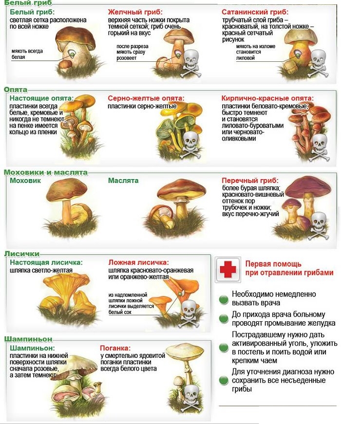 Edible and Poisonous Mushrooms