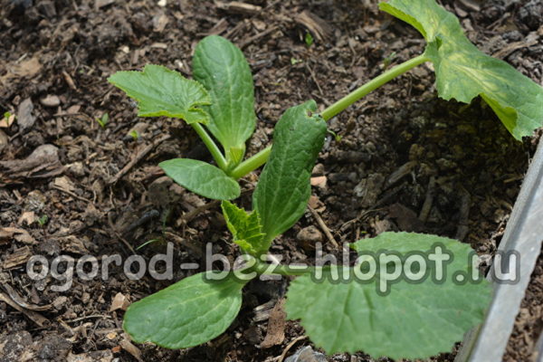 young bushes of zucchini