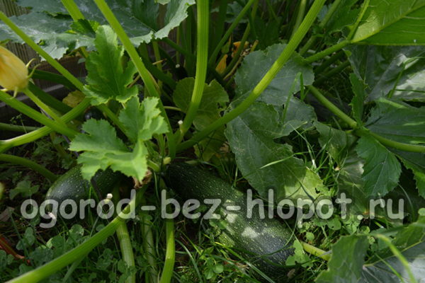 zucchini fruits