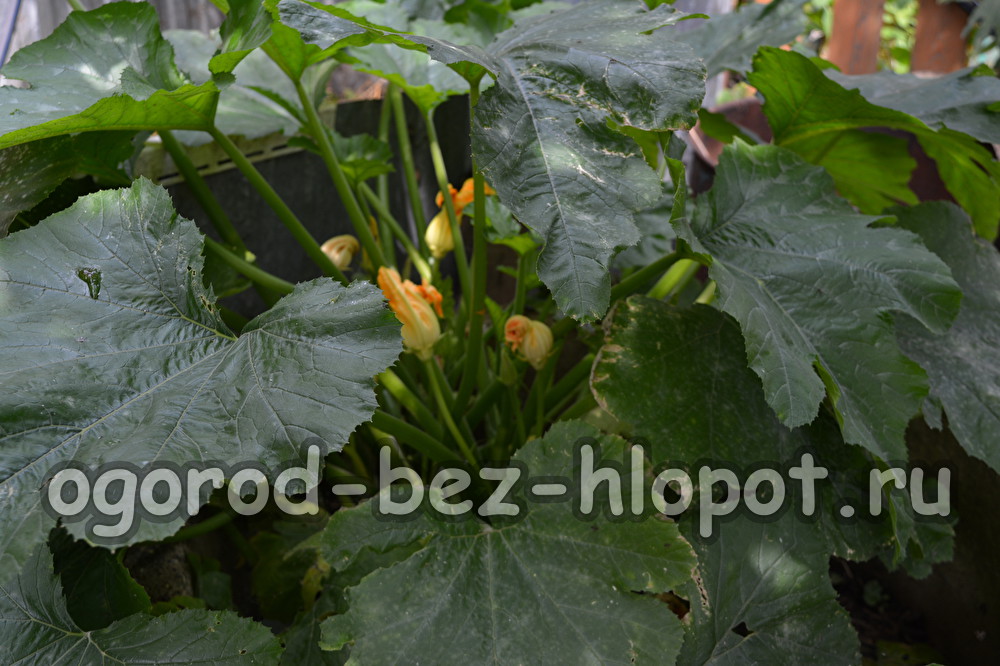 what are the courgettes grown on a warm bed