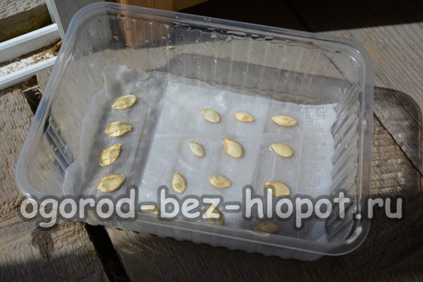 the seeds