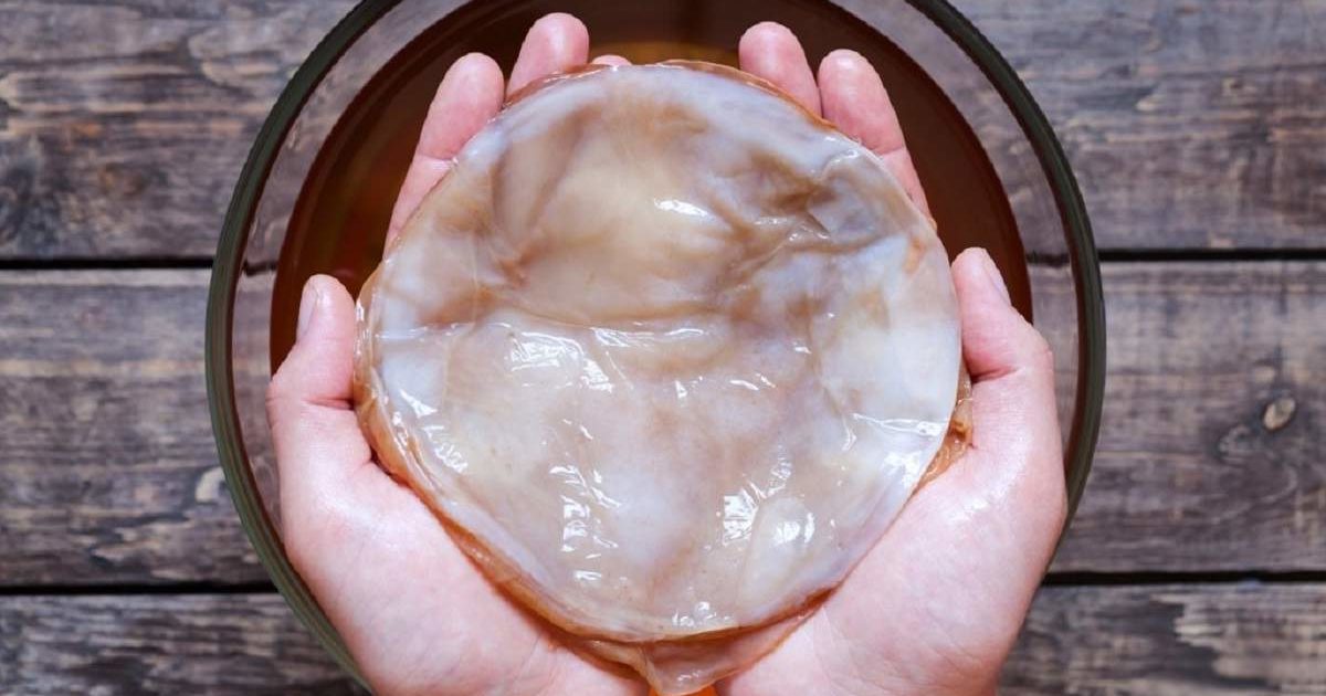 Kombucha cultivation
