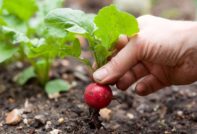 Radish in the greenhouse in winter