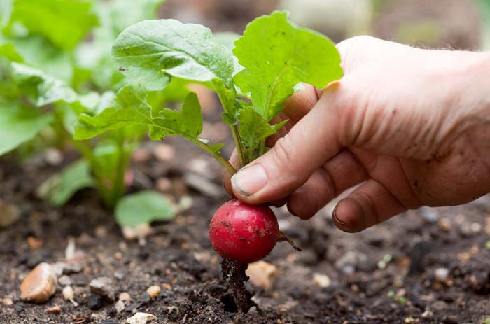 Radish in the greenhouse in winter