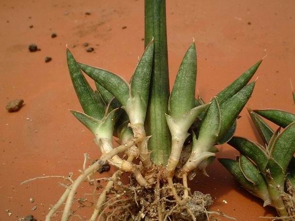 Reproduction of Sansevieria by root division