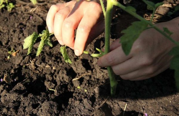 pick leaves from tomatoes