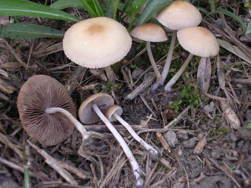 False honey mushrooms
