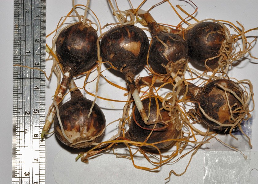 Bulbs