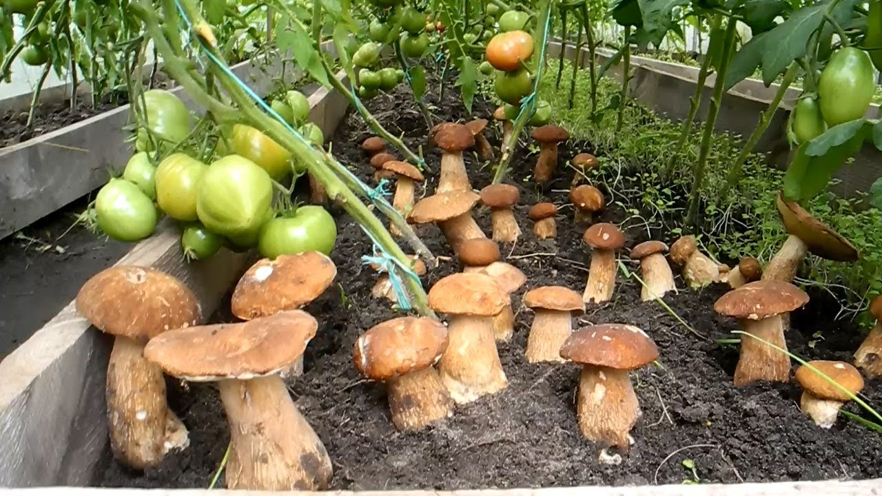 Greenhouse cultivation